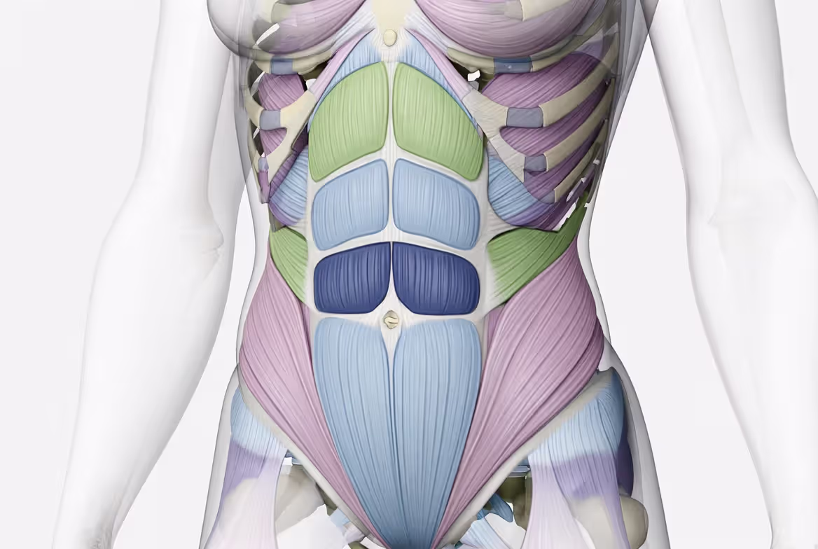 Core Muscle Anatomy Overview